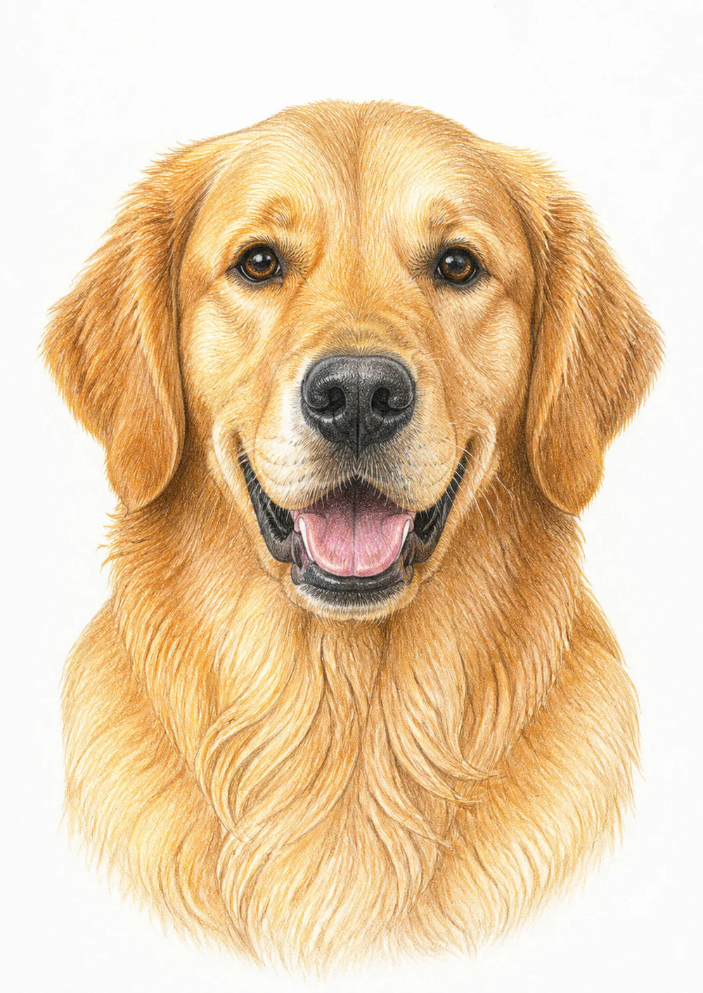 Golden retriever colour-pencil pet portrait example