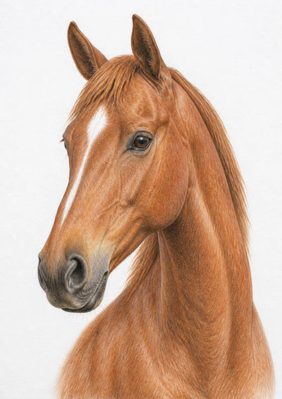 Chestnut horse colour-pencil pet portrait example