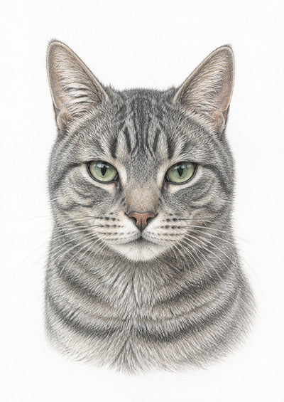 Tabby cat colour-pencil pet portrait example
